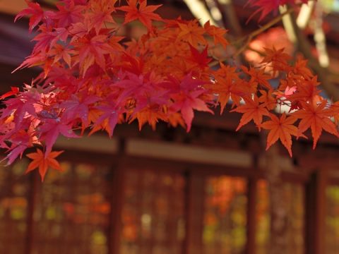 福岡青藍会(大分県立別府青山・別府翔青高等学校 第11回福岡地区同窓会)