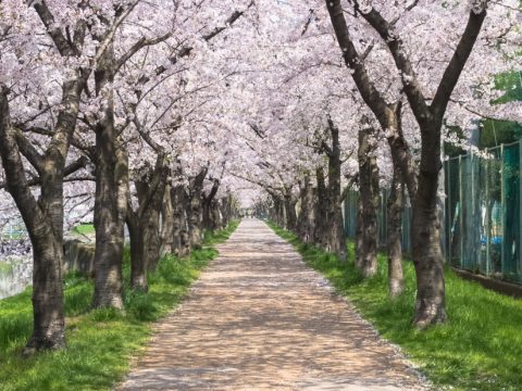 青高同窓会 別府青山高校 卒業生のみなさまへ